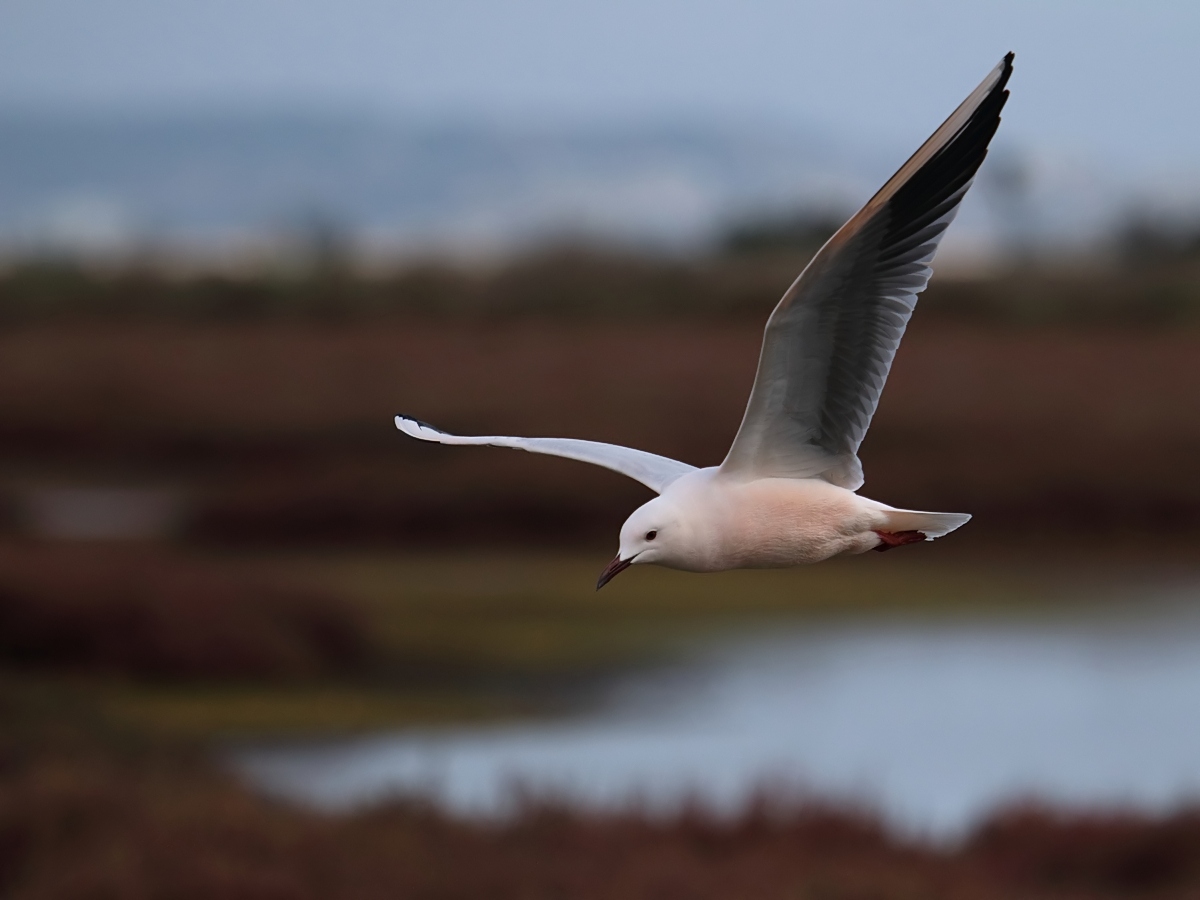 Ad ali spiegate, il sogno di Icaro.